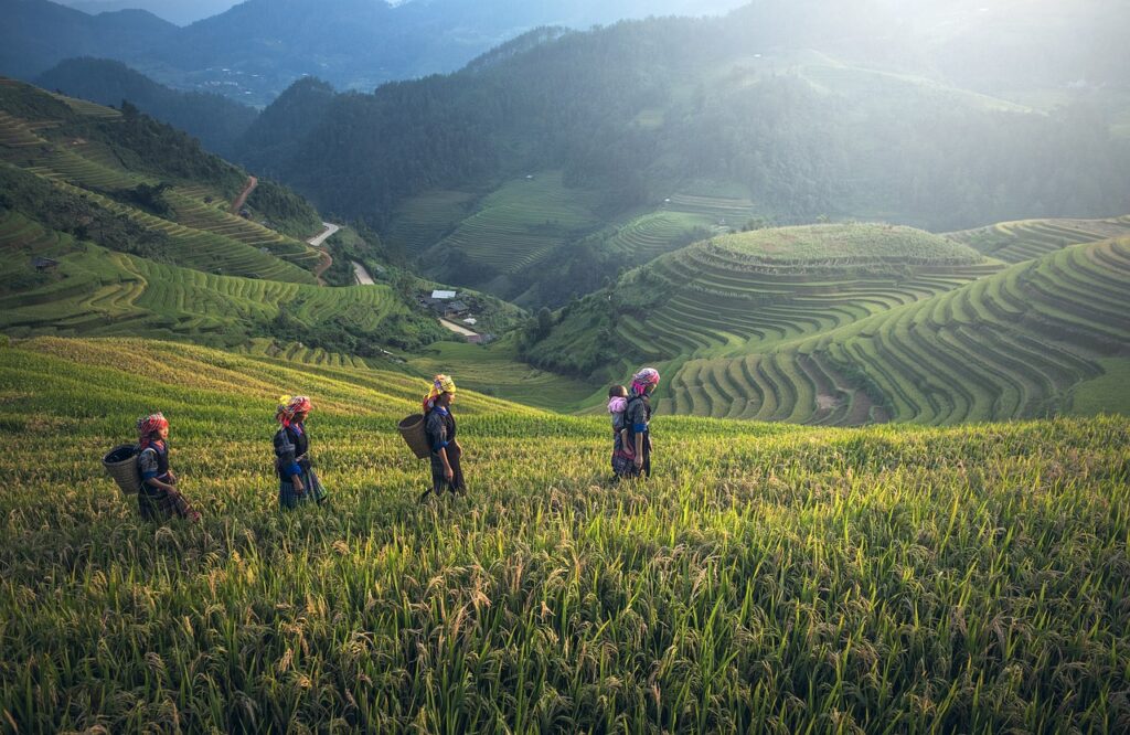 agriculture, asia, bali-1793403.jpg